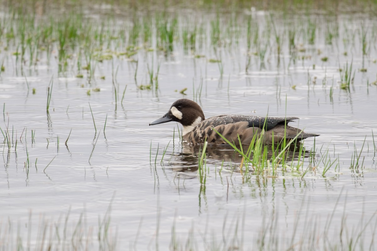 Spectacled Duck - ML68679071