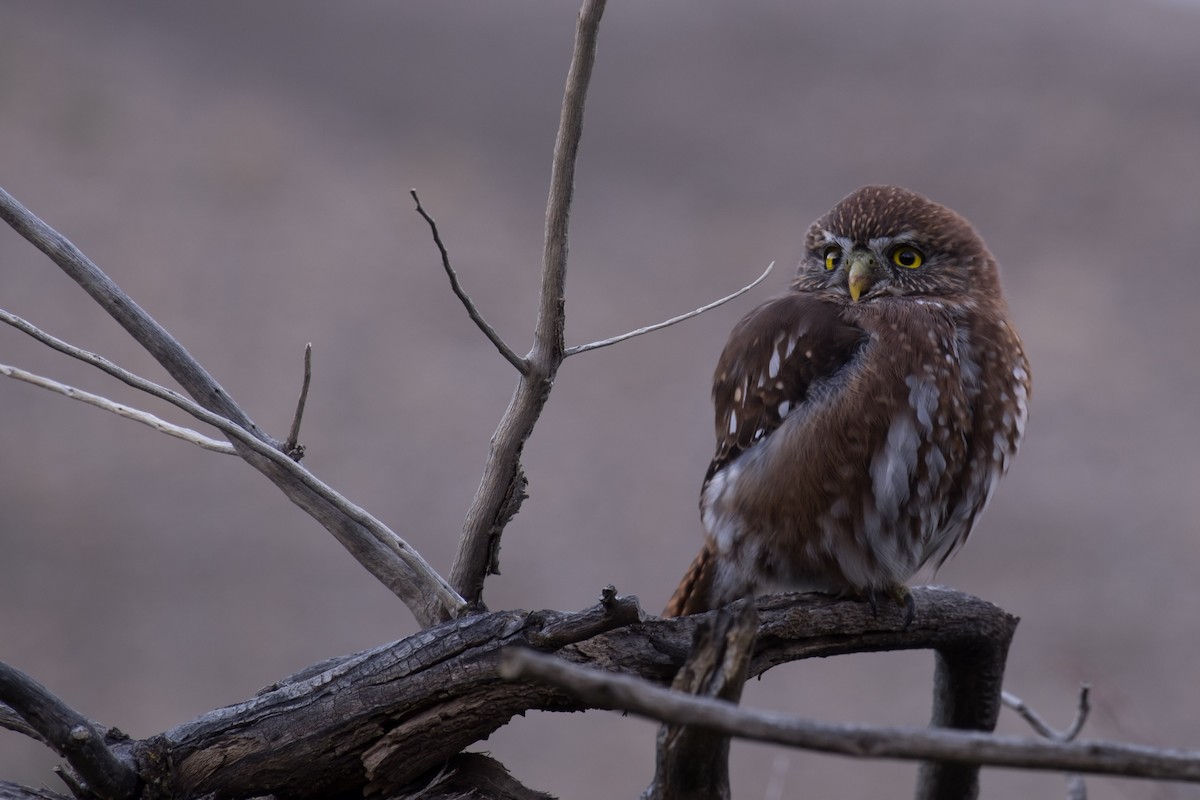 Austral Pygmy-Owl - ML68679191