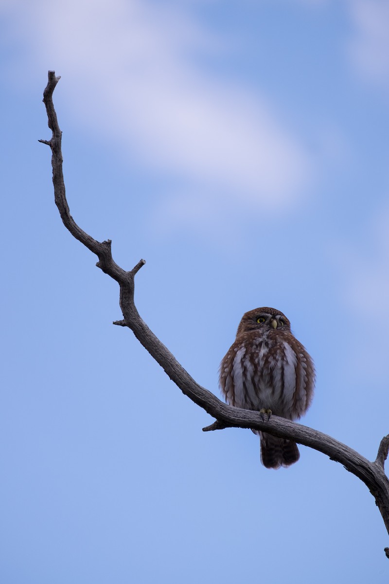 Austral Pygmy-Owl - Leo Damrow