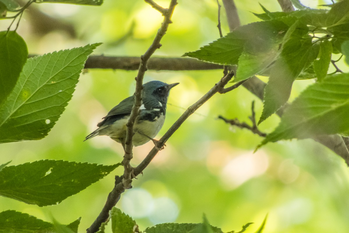 Black-throated Blue Warbler - Darryl Ryan