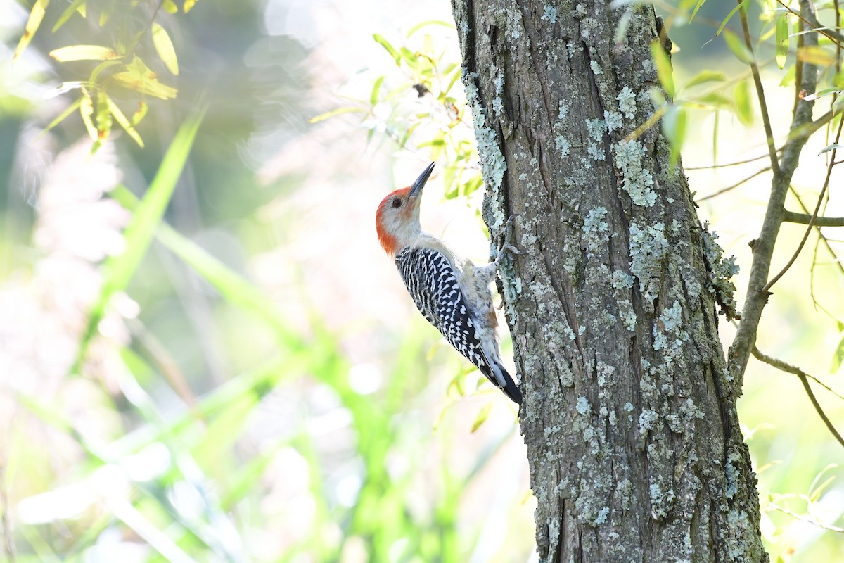 Red-bellied Woodpecker - Barry Blust