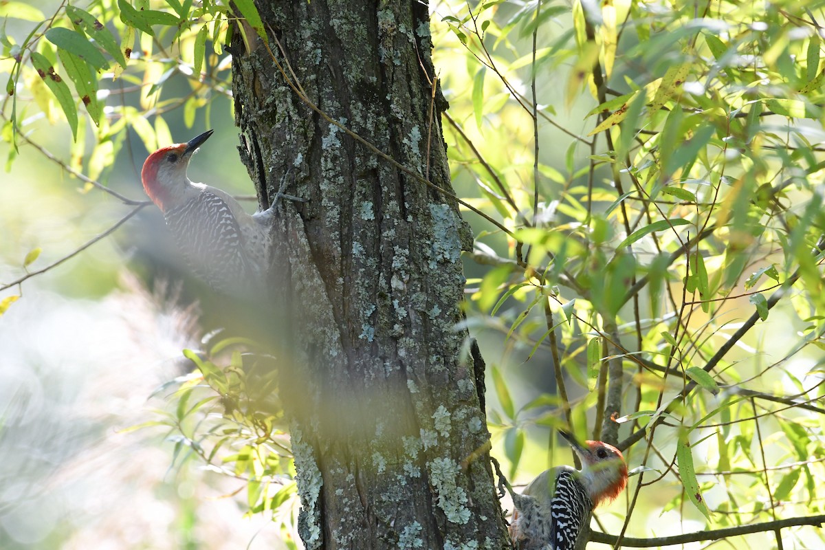 Red-bellied Woodpecker - ML68682081