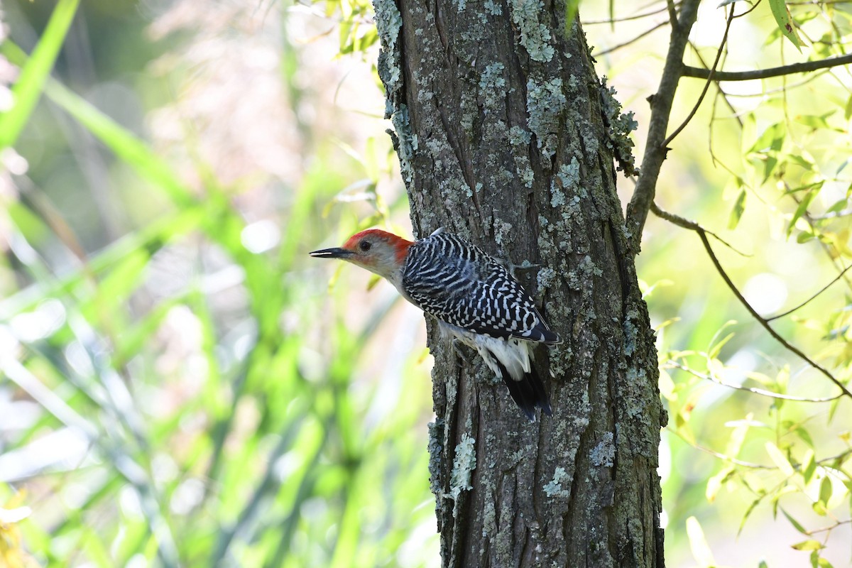 Red-bellied Woodpecker - ML68682111