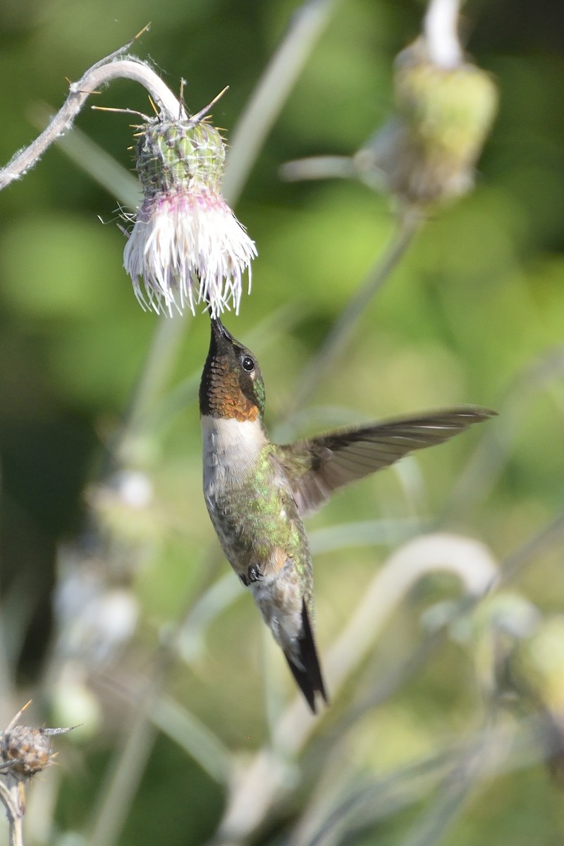 Ruby-throated Hummingbird - ML68682131