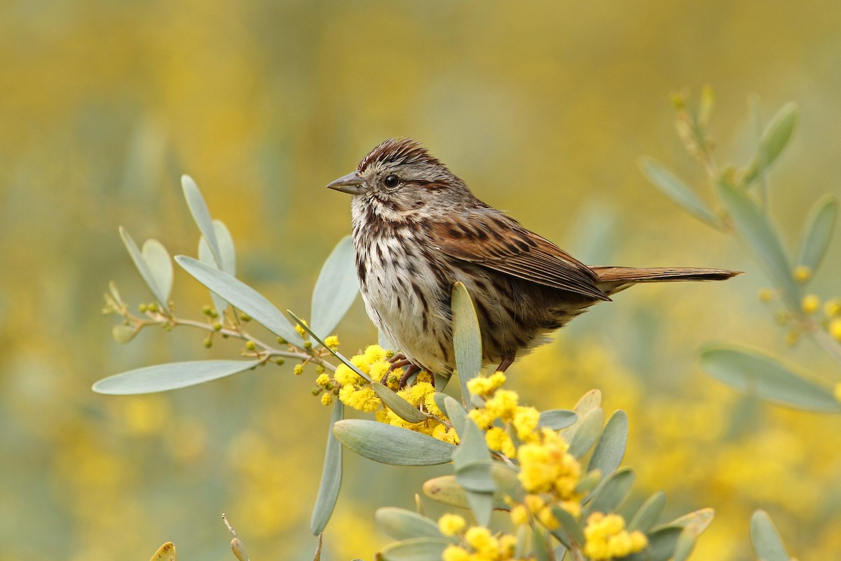 Song Sparrow (heermanni Group) - Christoph Moning