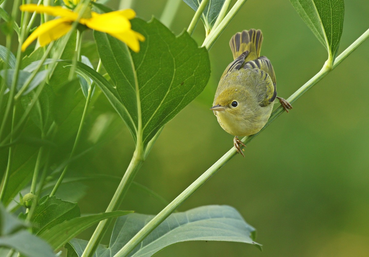 Yellow Warbler (Northern) - Ryan Schain