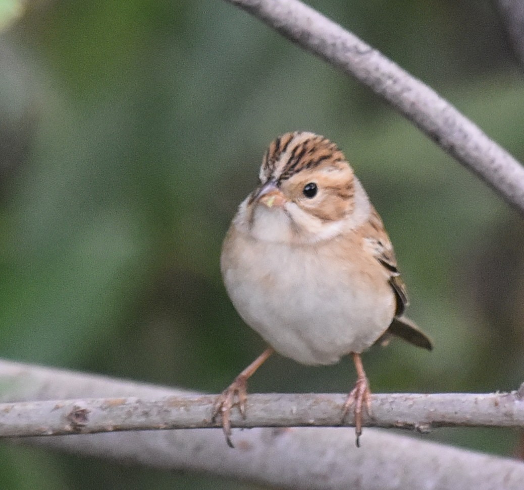 Clay-colored Sparrow - Lee Bush