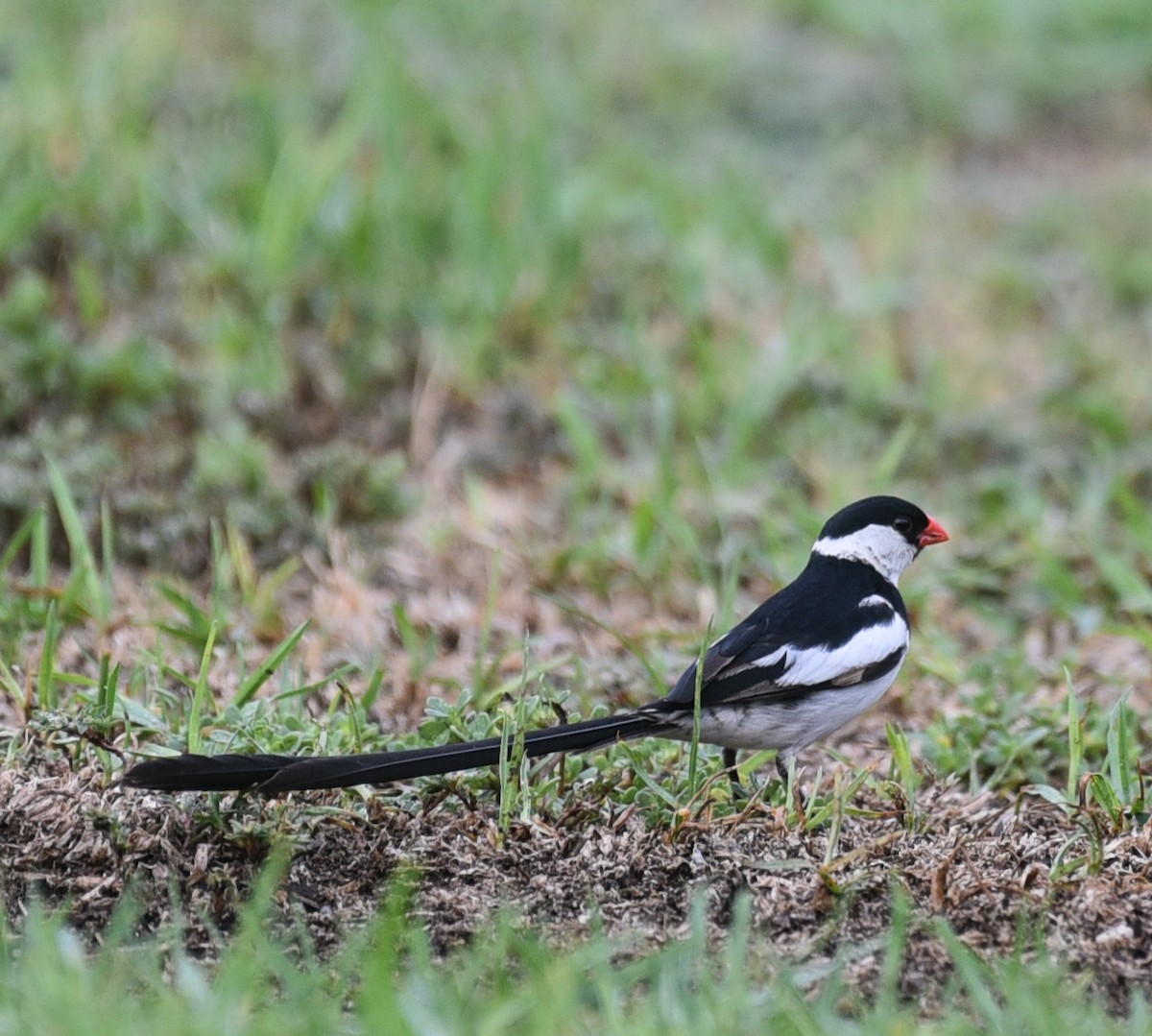 Pin-tailed Whydah - ML68688301