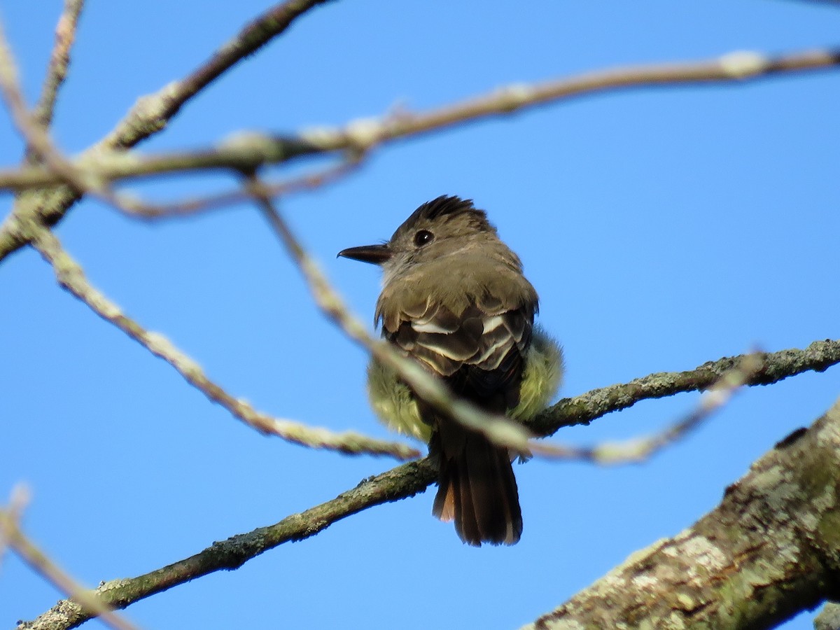 Great Crested Flycatcher - ML68688611