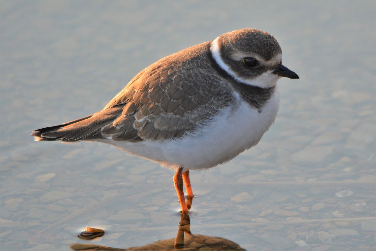 Semipalmated Plover - ML68690011