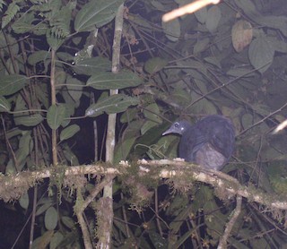 Black Tinamou, ML68691141