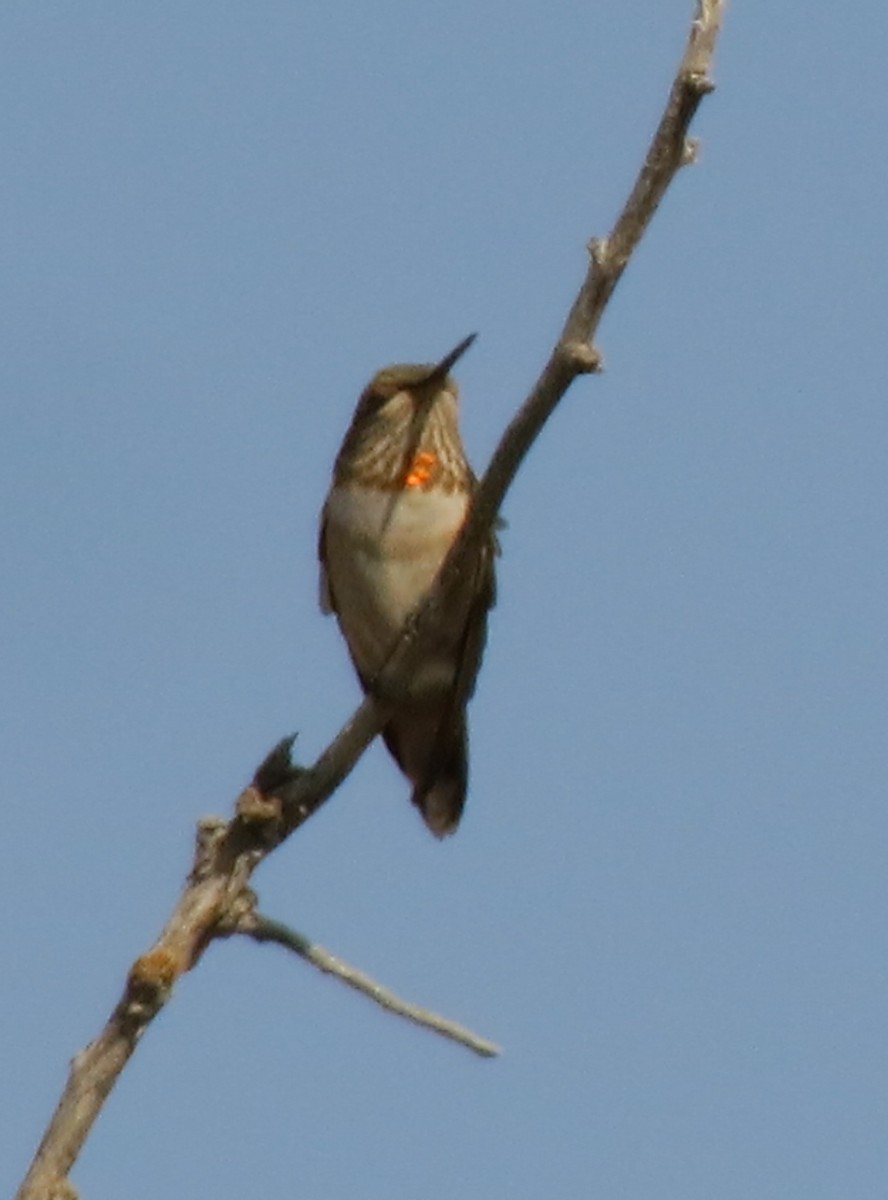 Rufous Hummingbird - ML68691731