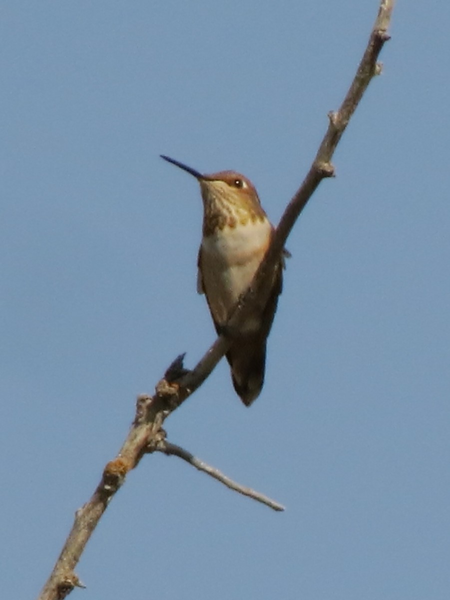Rufous Hummingbird - ML68691741
