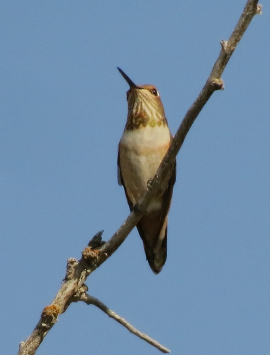 Rufous Hummingbird - ML68691751