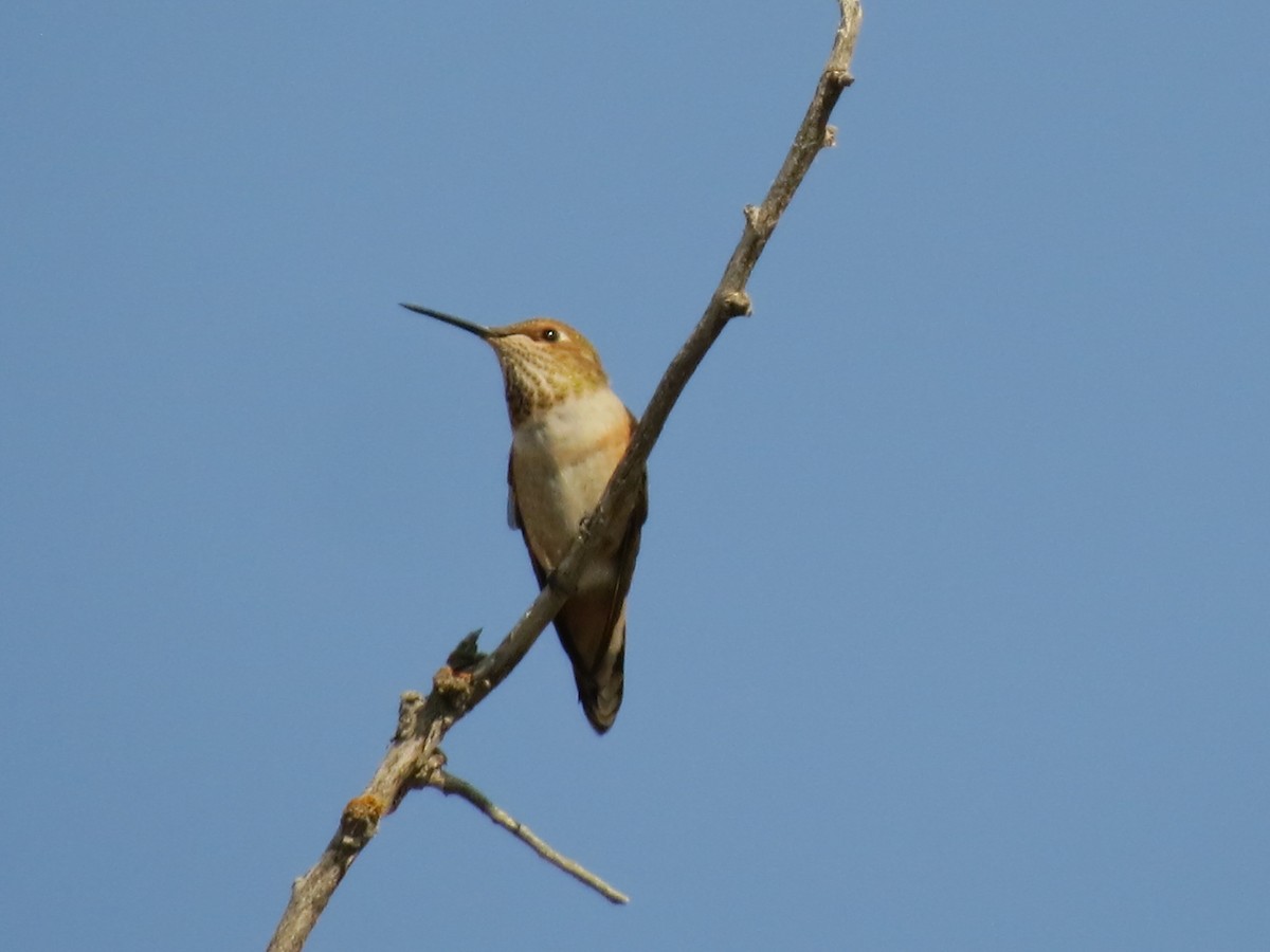 Rufous Hummingbird - ML68691781