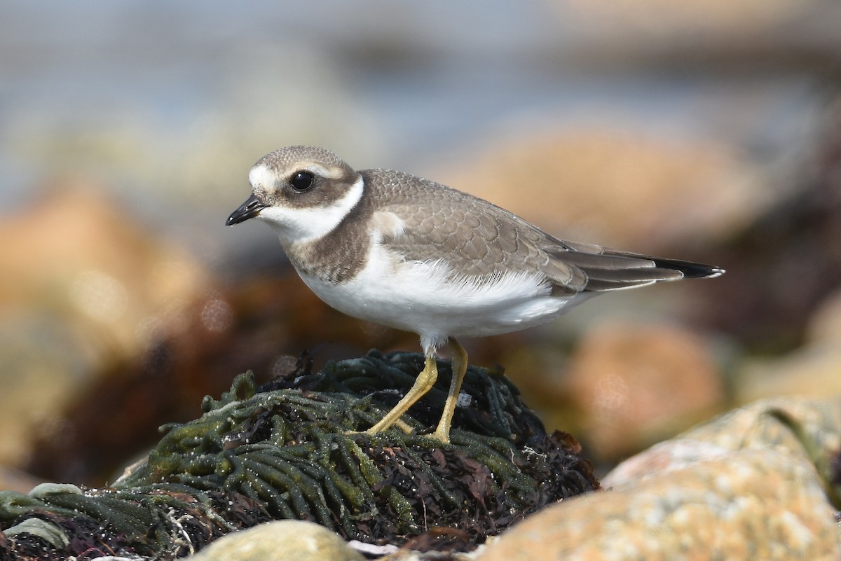 Common Ringed Plover - ML68692821