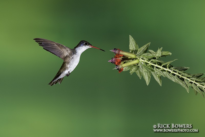 Violet-crowned Hummingbird - Rick Bowers