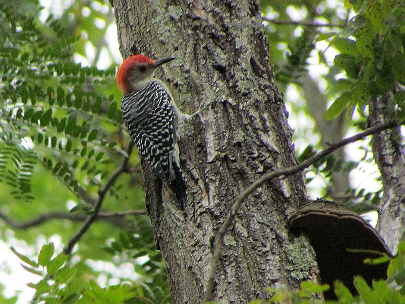 Red-bellied Woodpecker - Tracy The Birder