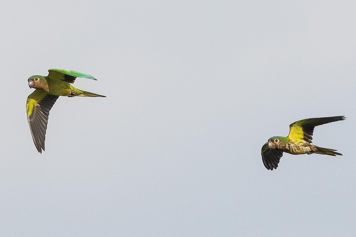 Brown-throated Parakeet - Eric VanderWerf