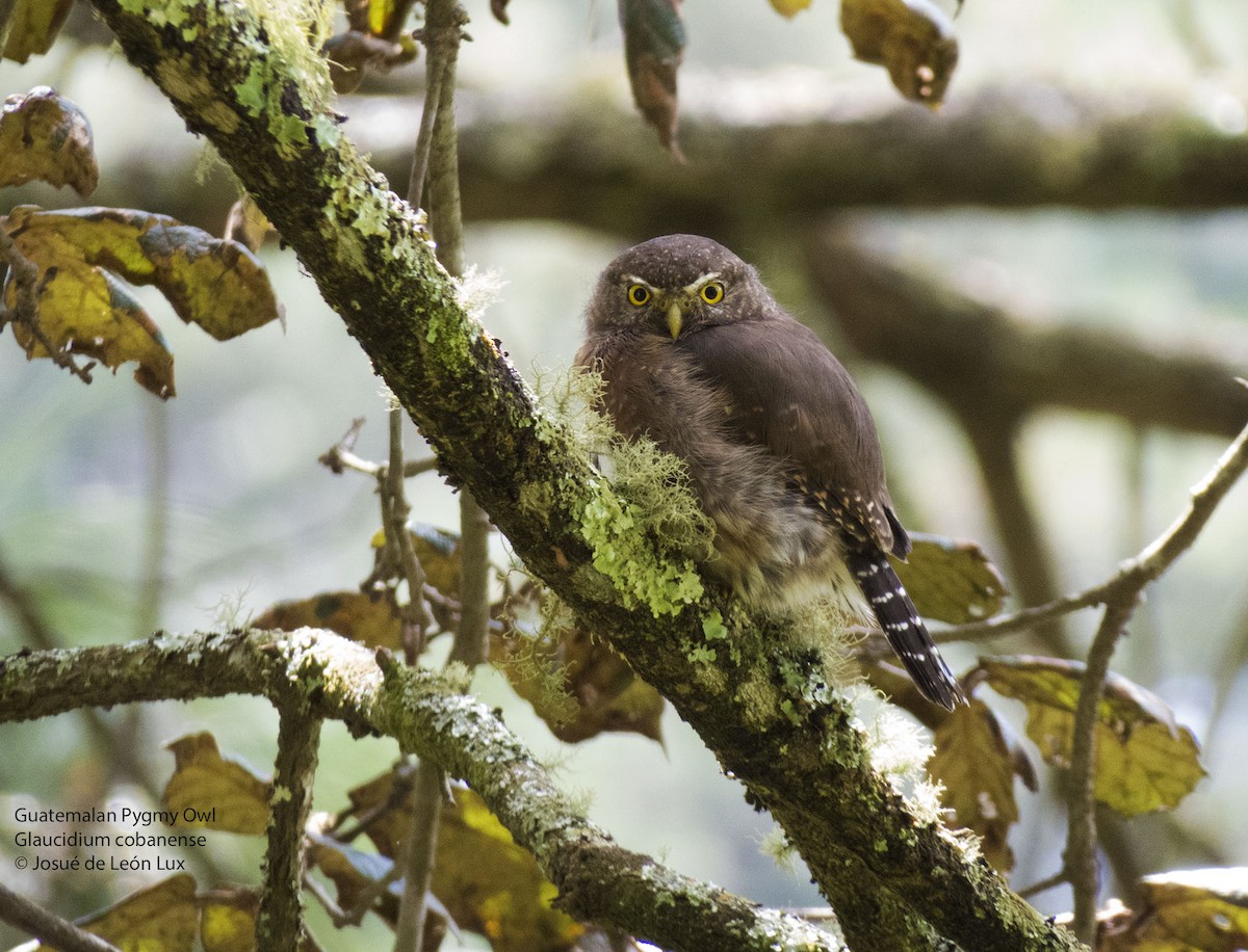 Northern Pygmy-Owl (Guatemalan) - ML68699521