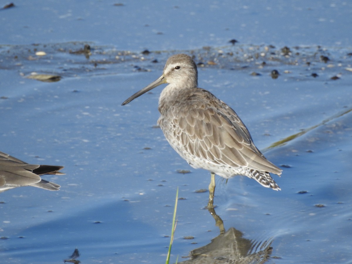 Short-billed Dowitcher - Charles Donnelly