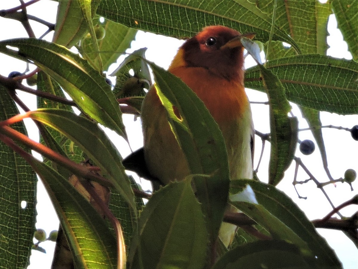 Rufous-headed Tanager - ML68704661