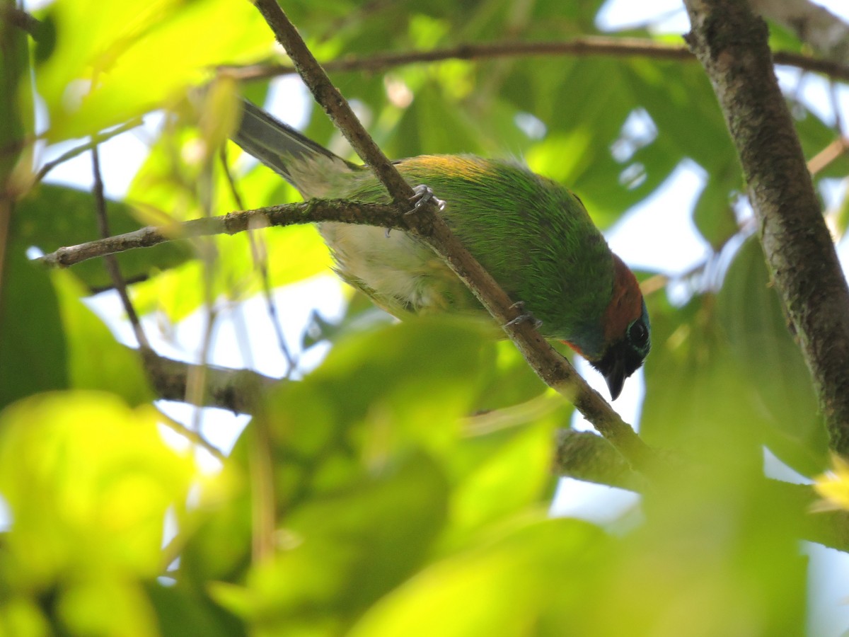 Red-necked Tanager - ML68704831