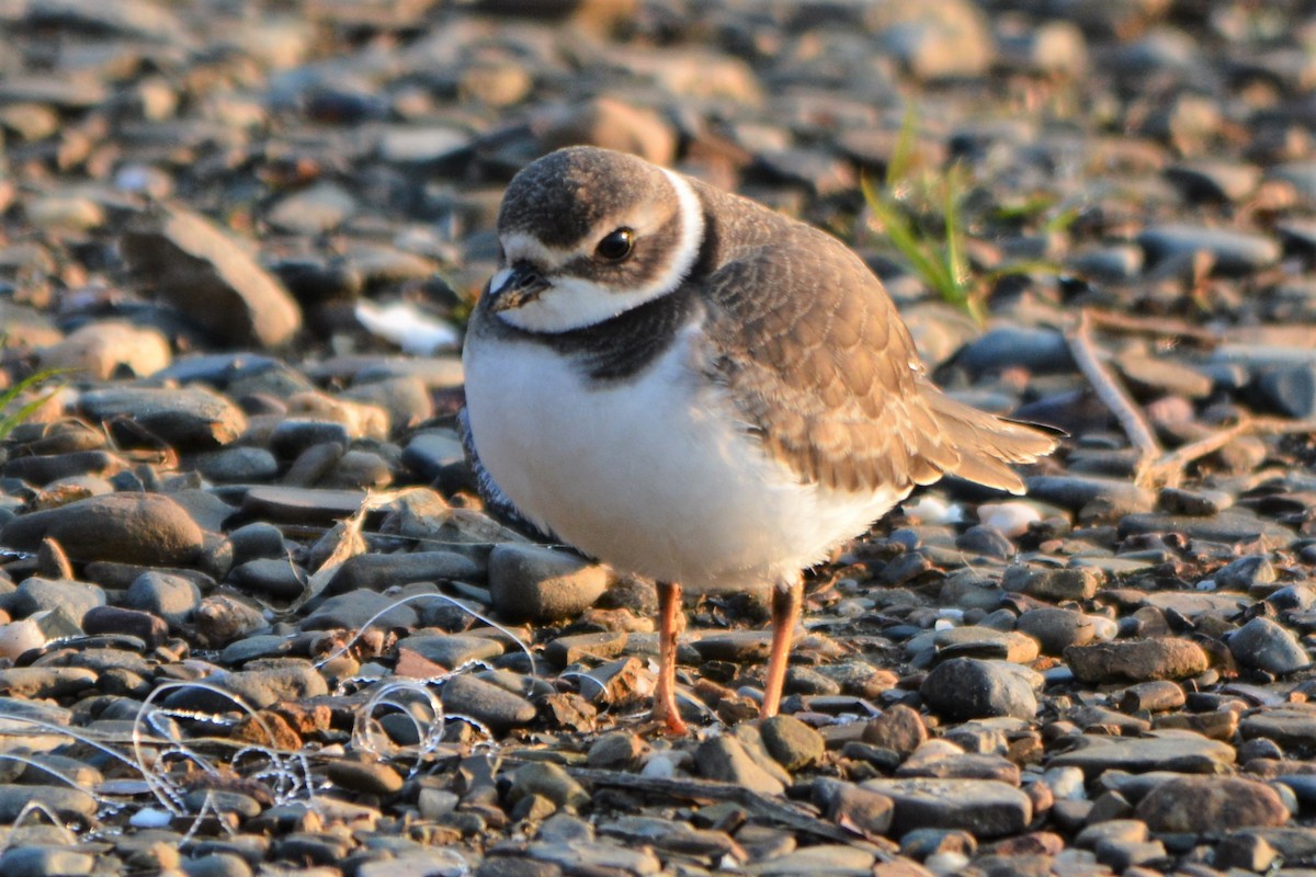 Semipalmated Plover - ML68705161