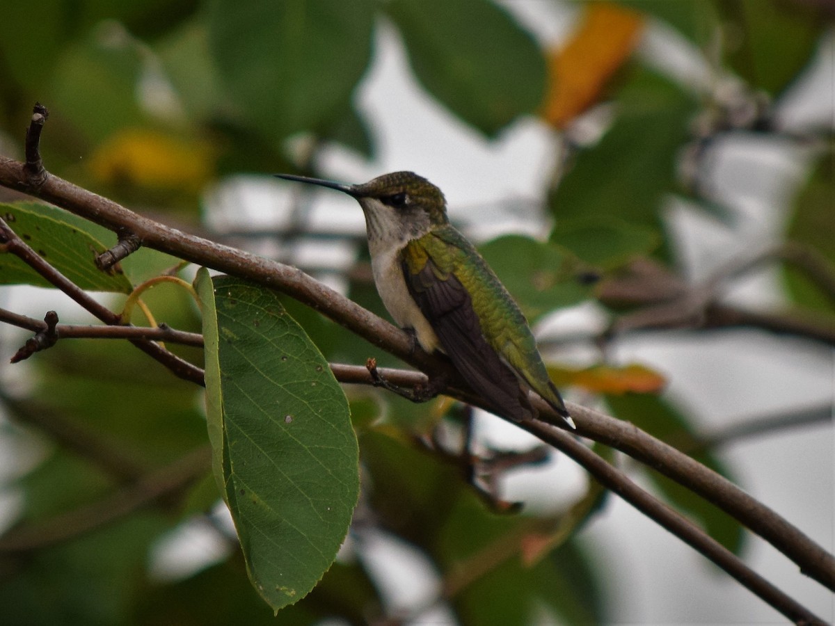 Ruby-throated Hummingbird - Maren S. Robinson