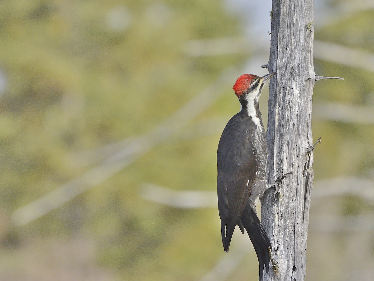 Pileated Woodpecker - thomas berriman