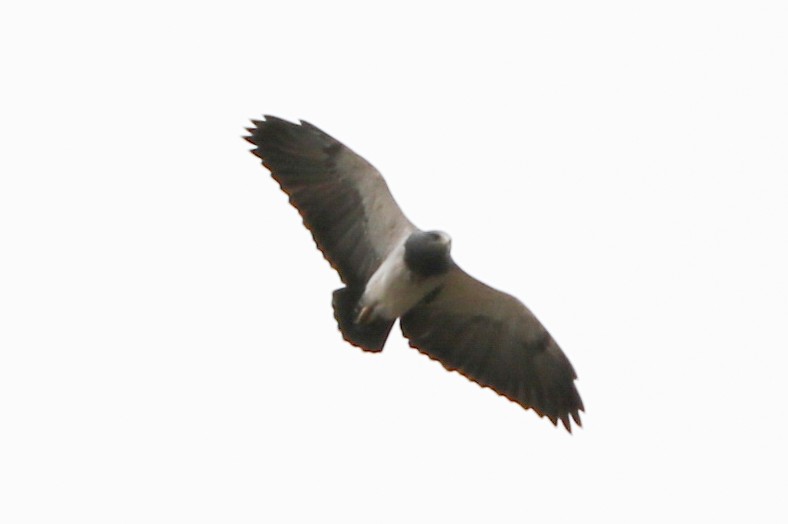 Black-chested Buzzard-Eagle - ML68711491
