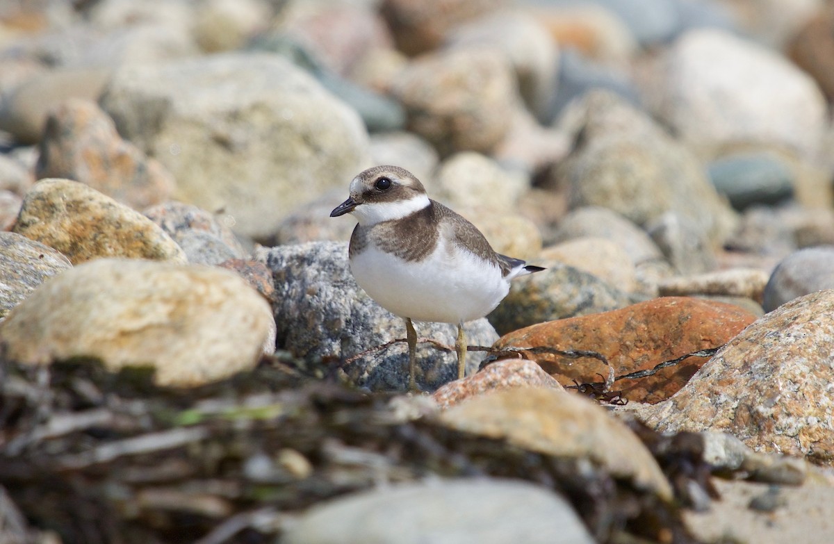 Common Ringed Plover - ML68711711