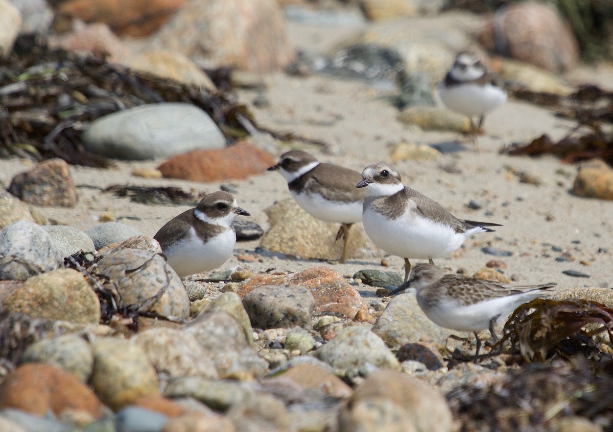 Common Ringed Plover - ML68711721