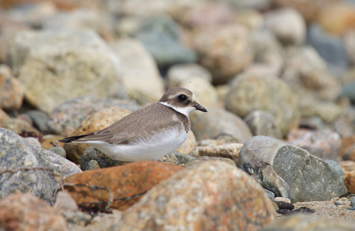Common Ringed Plover - ML68711731