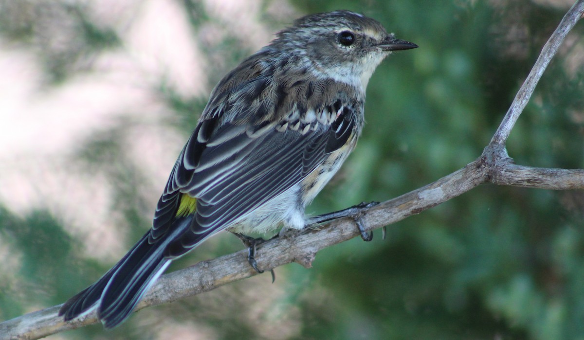 Yellow-rumped Warbler (Myrtle) - Marie Chappell