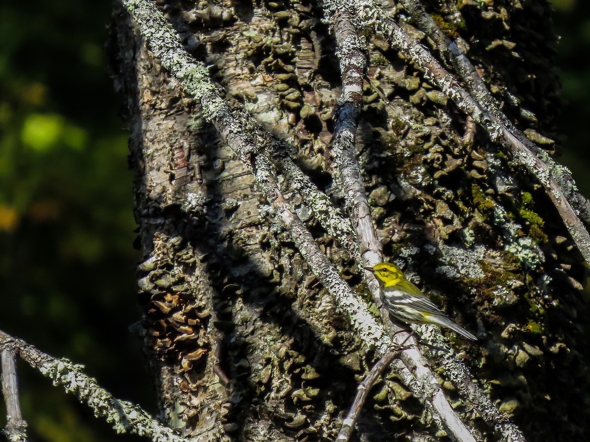 Black-throated Green Warbler - ML68714361