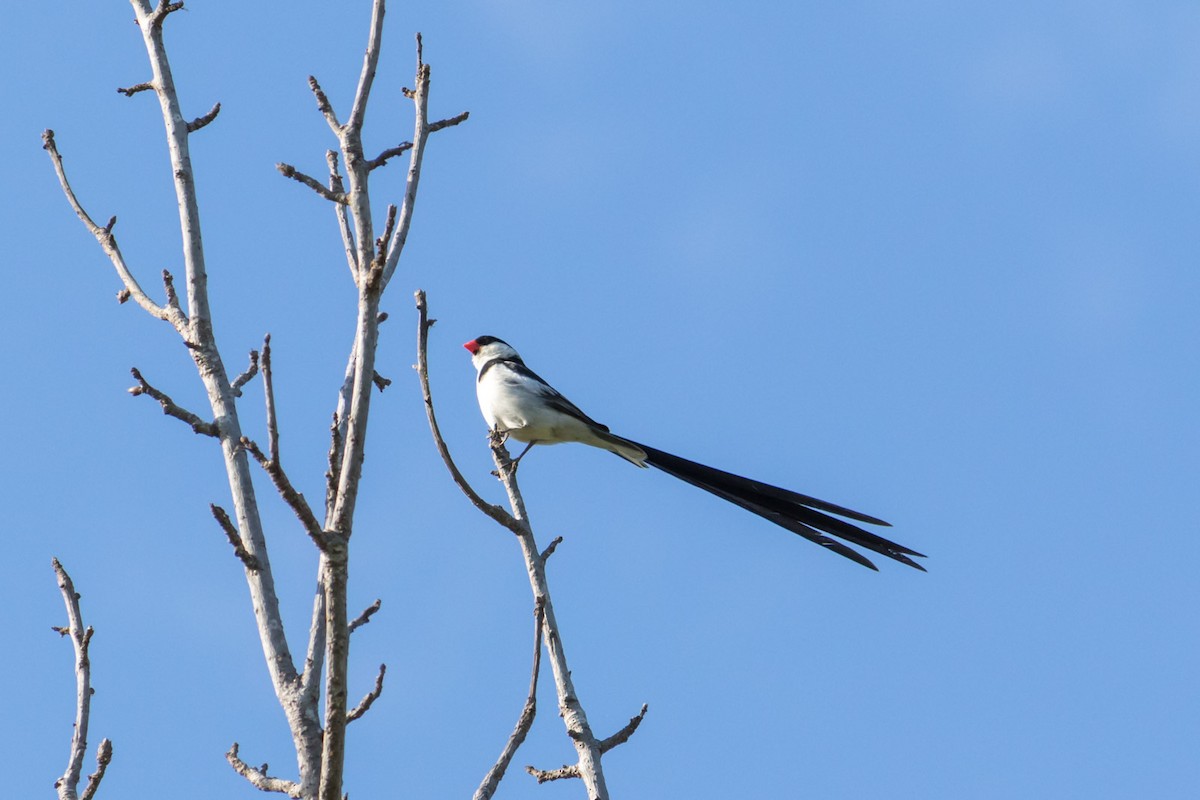 Pin-tailed Whydah - ML68715141