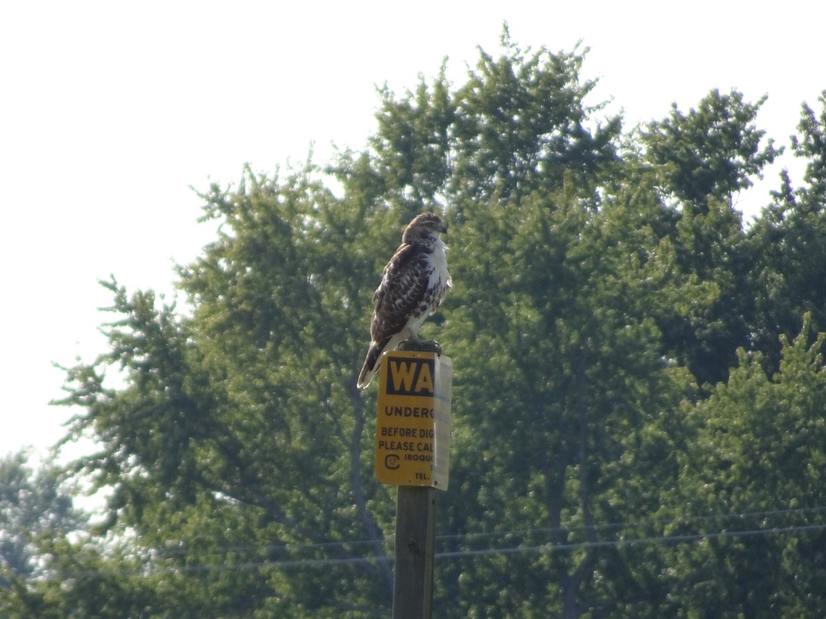 Red-tailed Hawk - ML68715891
