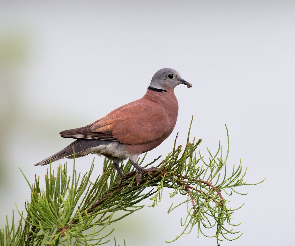 Red Collared-Dove - ML68716431