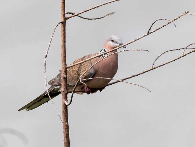 Spotted Dove - ML68716451
