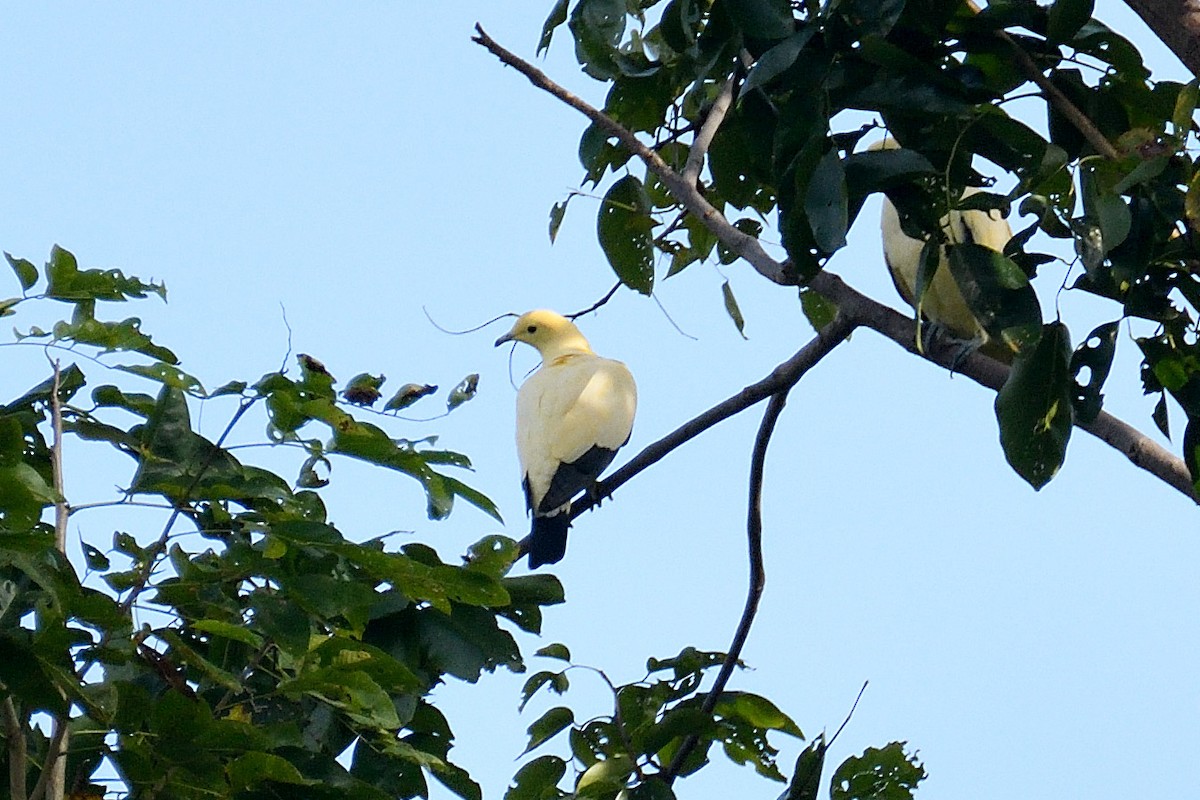 Pied Imperial-Pigeon - terence zahner