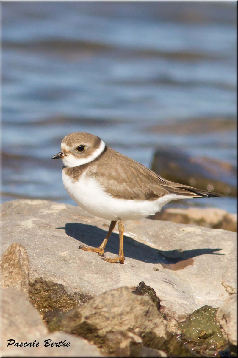 Semipalmated Plover - ML68717491