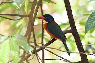  - Green-backed Kingfisher