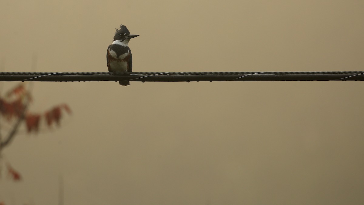 Belted Kingfisher - ML68717961
