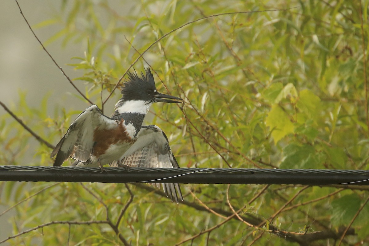 Belted Kingfisher - ML68718051