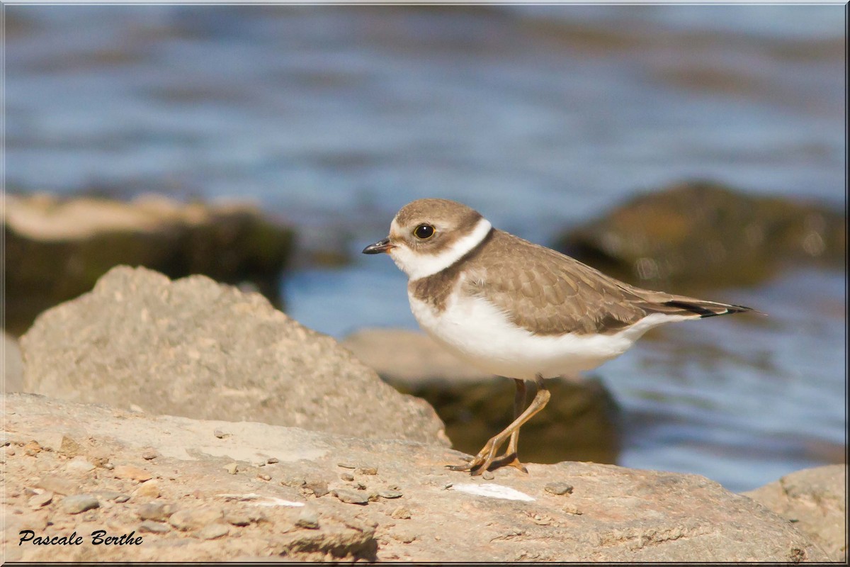 Semipalmated Plover - ML68718371