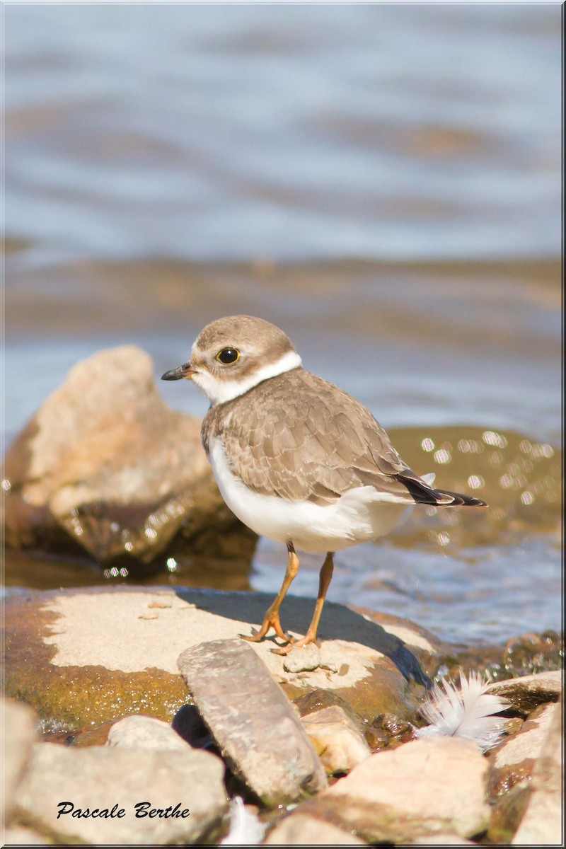 Semipalmated Plover - ML68718411