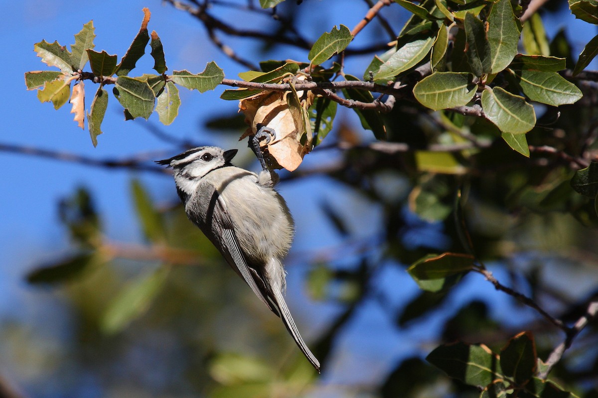 Bridled Titmouse - Janet Hill