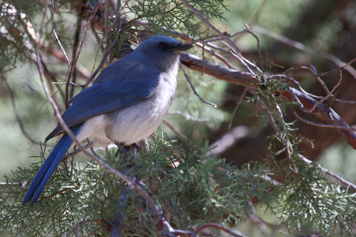 Mexican Jay - ML68719271