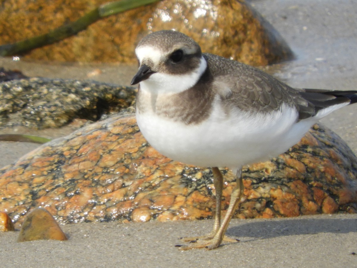 Common Ringed Plover - ML68720301